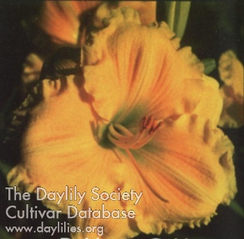 Daylily Dahlonga Gold